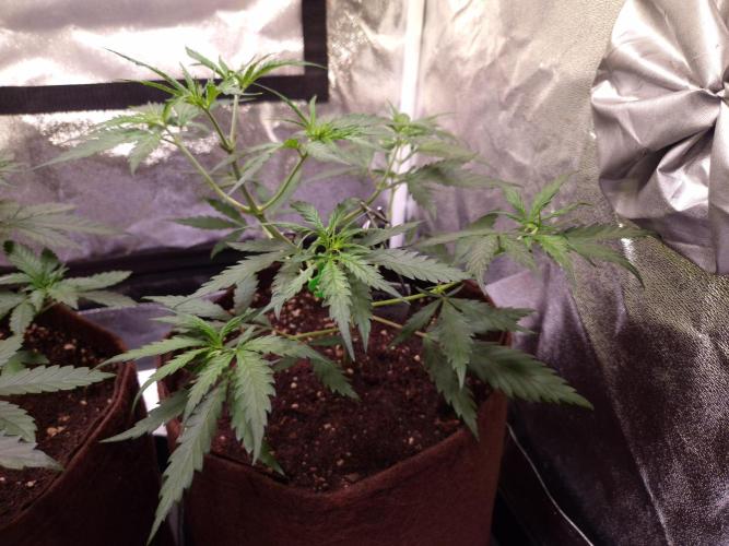 •Strawberry Guava BX•. Week 4 - D25