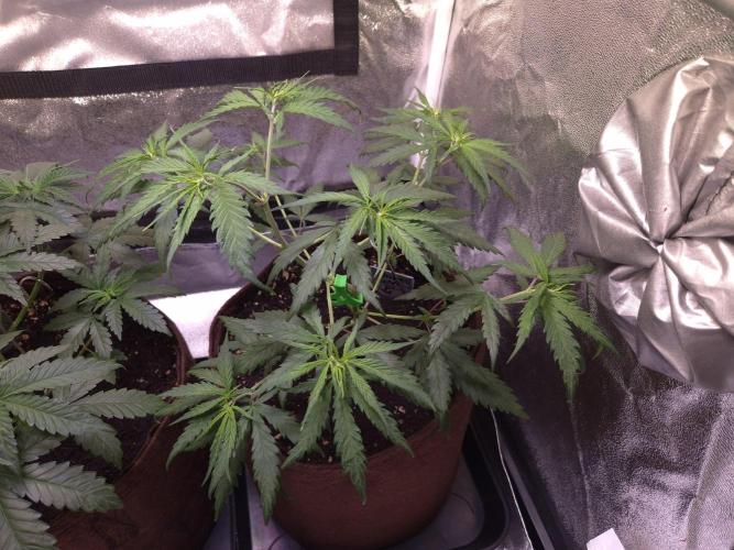 •Strawberry Guava BX•. Week 4 - D28