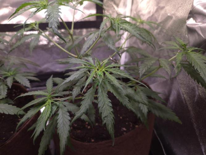 •Strawberry Guava BX•. Week 4 - D28