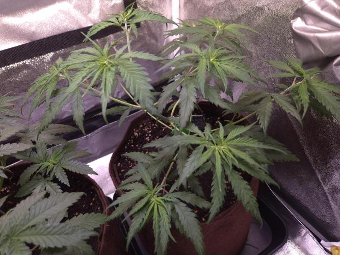 •Strawberry Guava BX•. Week 4 - D28