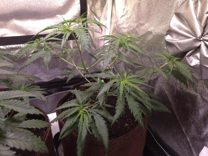 •Strawberry Guava BX•. Week 4 - D28