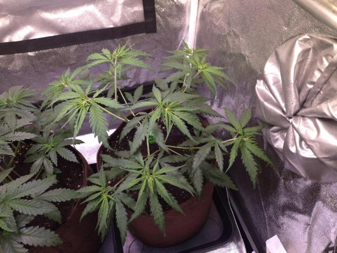 •Strawberry Guava BX•. Week 4 - D28