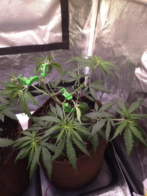 Strawberry Guava BX. Week 4