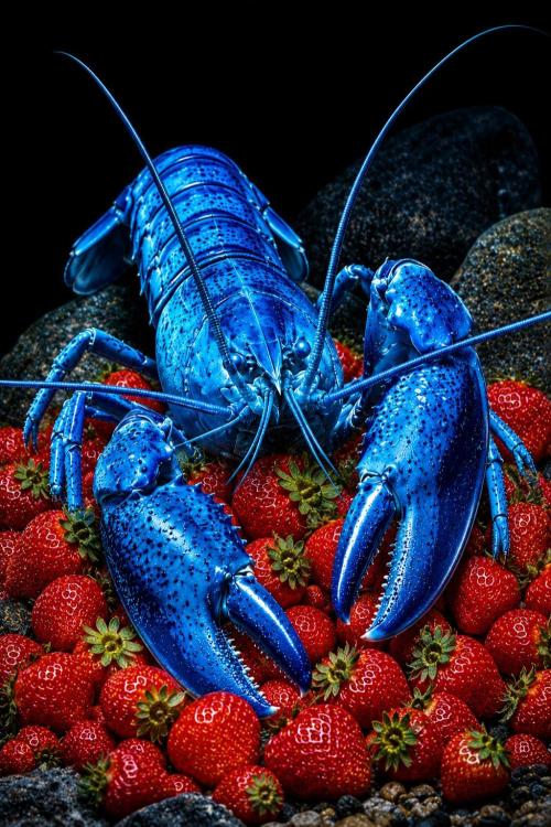 • Strawberry Lobster •. Week 4