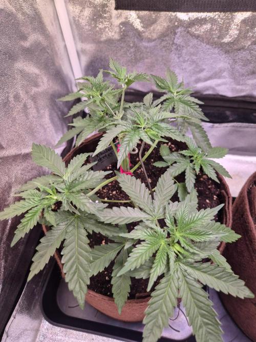 • Strawberry Lobster •. Week 4 - D24