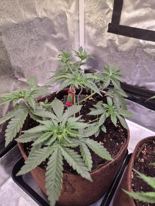 • Strawberry Lobster •. Week 4 - D24