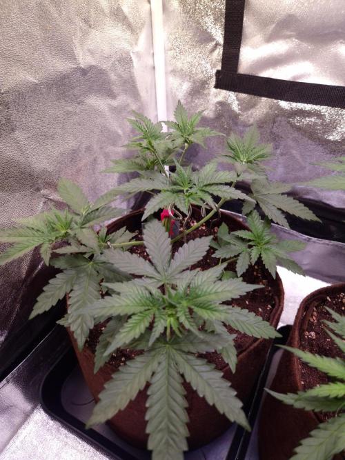 • Strawberry Lobster •. Week 4 - D25