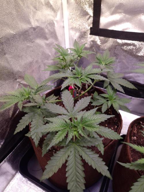 • Strawberry Lobster •. Week 4 - D25