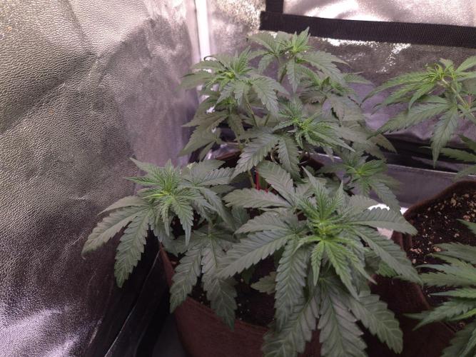 • Strawberry Lobster •. Week 4 - D25