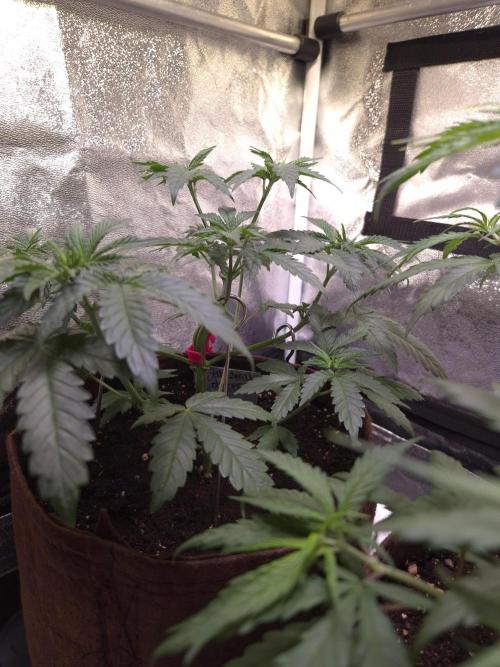 • Strawberry Lobster •. Week 4 - D28