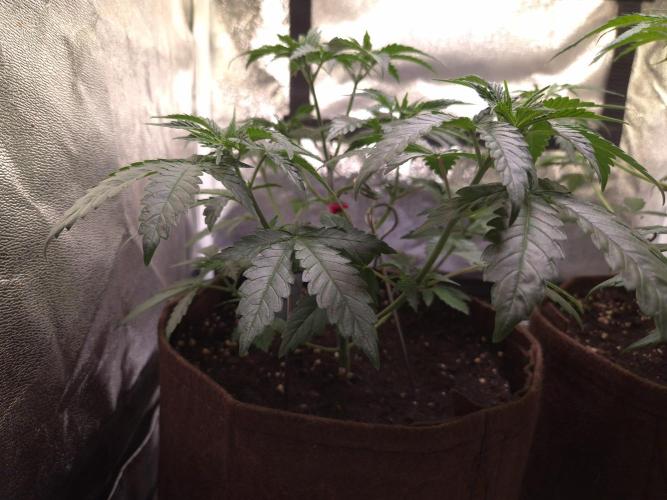 • Strawberry Lobster •. Week 4 - D28
