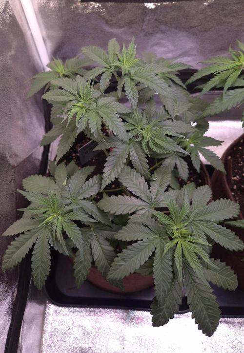 • Strawberry Lobster •. Week 4 - D28