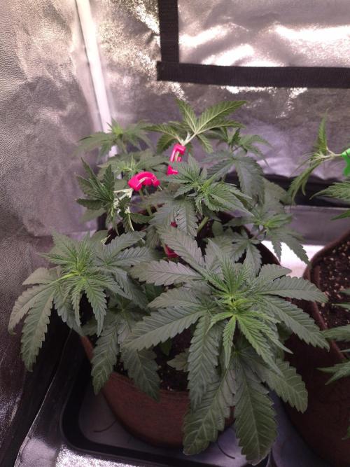 • Strawberry Lobster •. Week 4 - D28