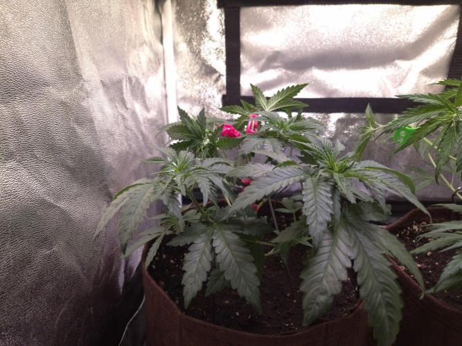Strawberry Lobster . Week 4