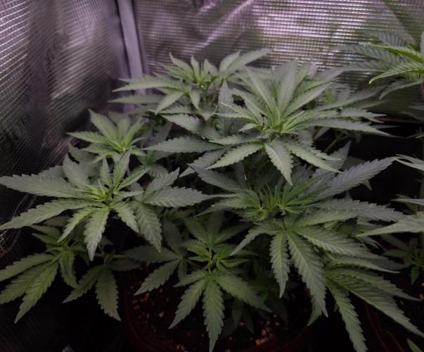 • Fruity Pebbles •. Week 5 - D35