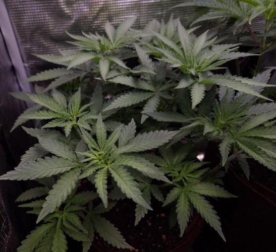• Fruity Pebbles •. Week 5 - D35