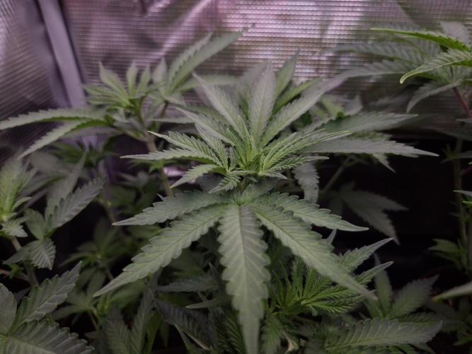 • Fruity Pebbles •. Week 5 - D35