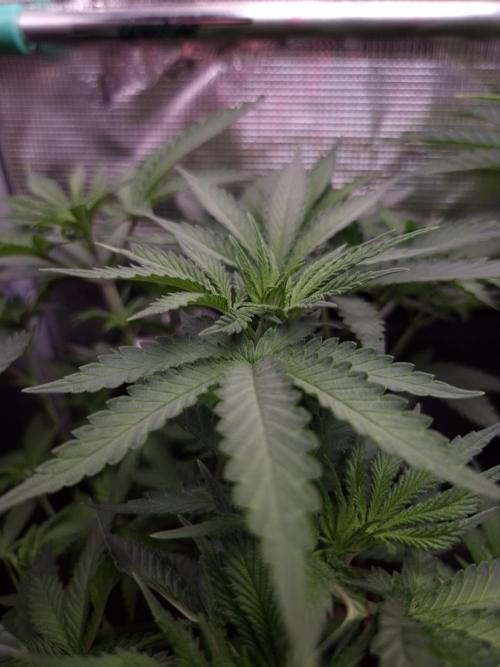 • Fruity Pebbles •. Week 5 - D35