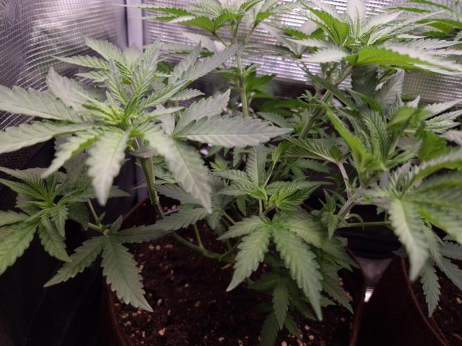 • Fruity Pebbles •. Week 5 - D35