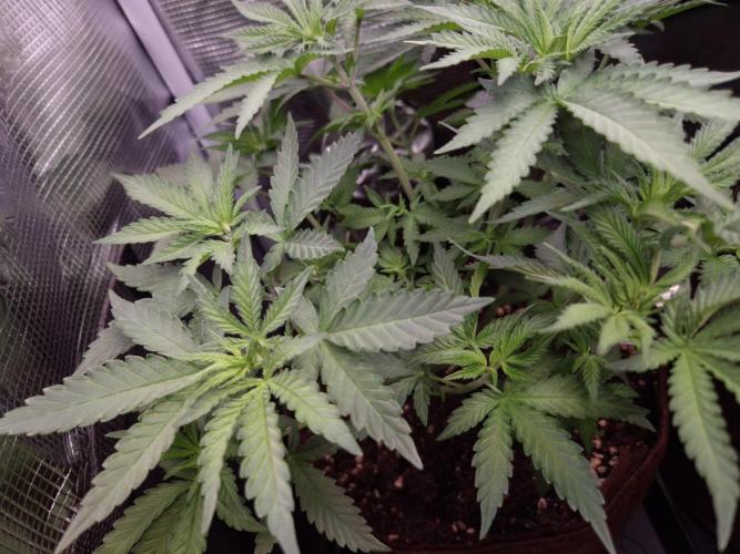 • Fruity Pebbles •. Week 5 - D35 with little defoliation 