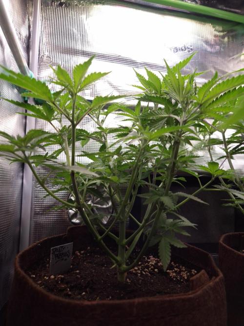 • Fruity Pebbles •. Week 5 - D35