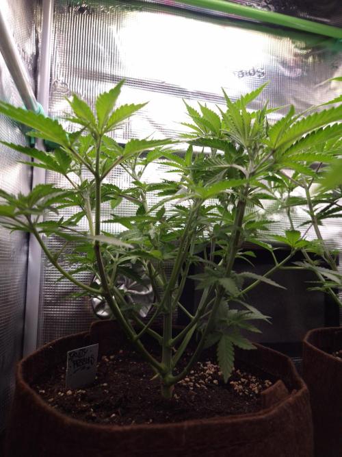 • Fruity Pebbles •. Week 5 - D35