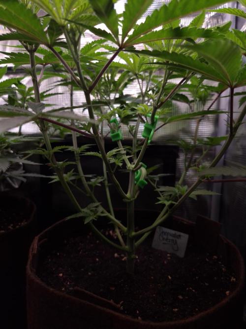 • Deepwater Cherry •. Week 5 - #1/D35