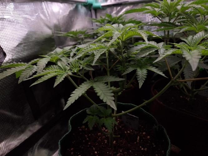 • Deepwater Cherry •. Week 5 - #2/~28days