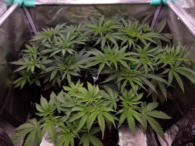 • Deepwater Cherry •. Week 5