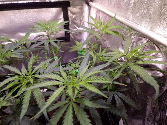 •Strawberry Guava BX•. Week 5 - D35