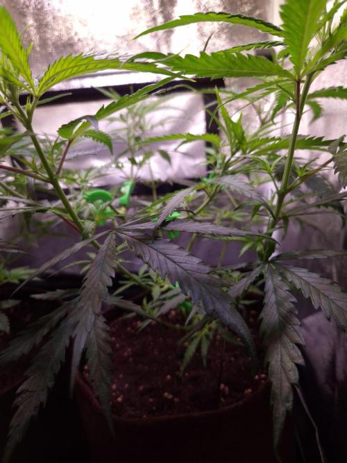 •Strawberry Guava BX•. Week 5 - D35