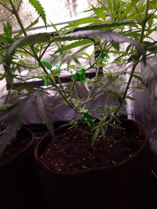 •Strawberry Guava BX•. Week 5 - D35