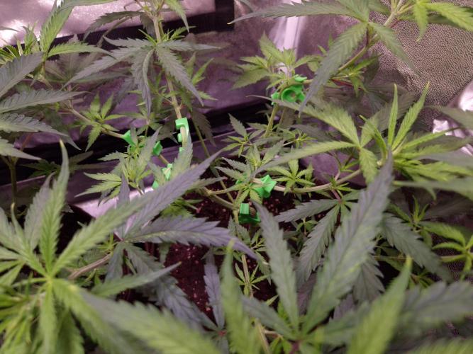 •Strawberry Guava BX•. Week 5 - D35