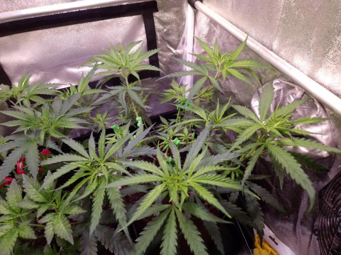 •Strawberry Guava BX•. Week 5 - D35