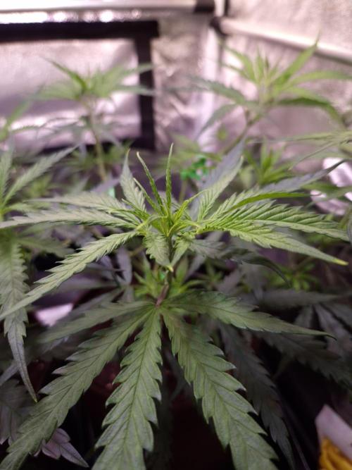 •Strawberry Guava BX•. Week 5 - D35