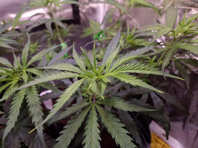 •Strawberry Guava BX•. Week 5 - D35