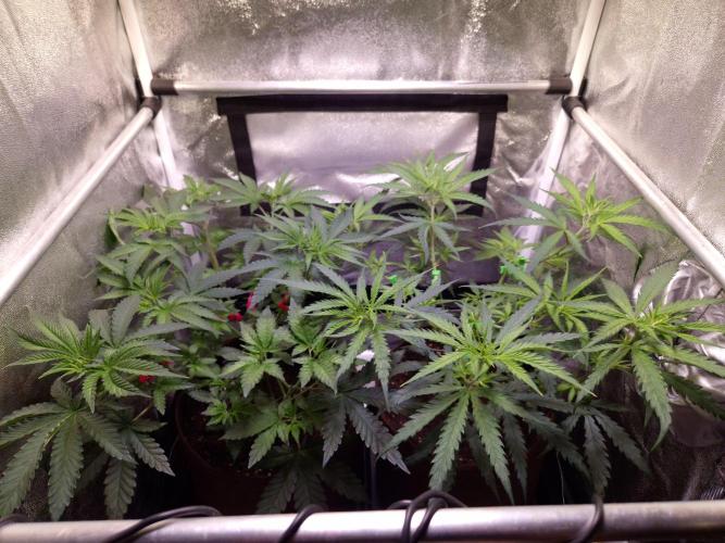 •Strawberry Guava BX•. Week 5 - D35 