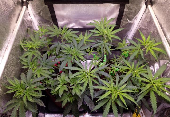 Strawberry Guava BX. Week 5