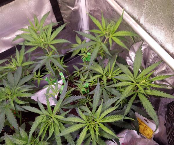 •Strawberry Guava BX•. Week 5 - D35