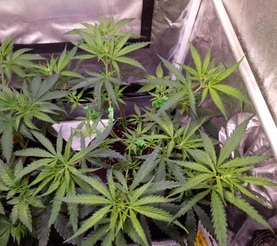 •Strawberry Guava BX•. Week 5 - D35