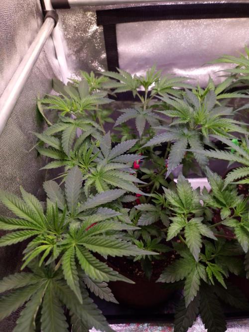 • Strawberry Lobster •. Week 5 - D35