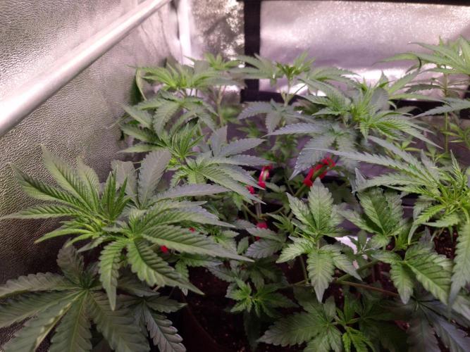• Strawberry Lobster •. Week 5 - D35