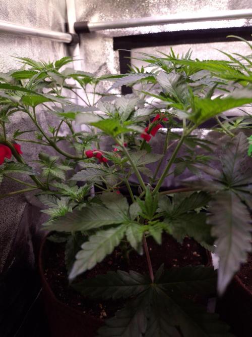 • Strawberry Lobster •. Week 5 - D35
