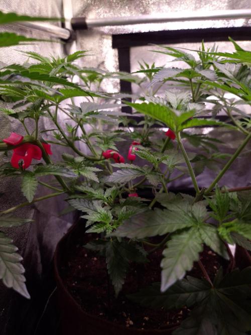• Strawberry Lobster •. Week 5 - D35
