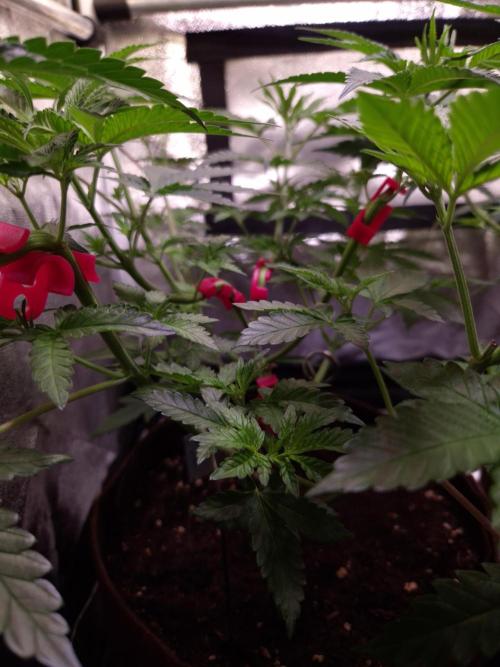 • Strawberry Lobster •. Week 5 - D35