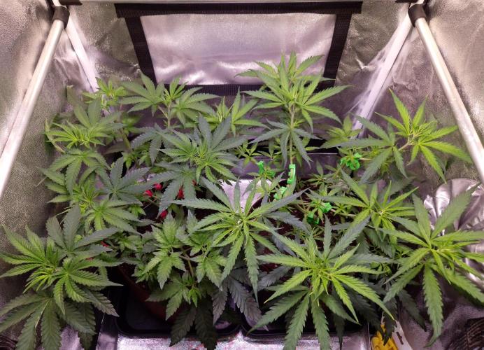 Strawberry Lobster . Week 5