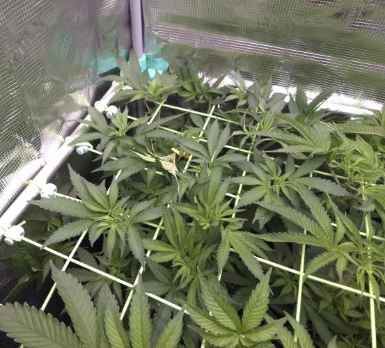 • Fruity Pebbles •. Week 6 - D42