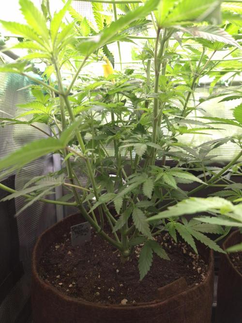 • Fruity Pebbles •. Week 6 - D42