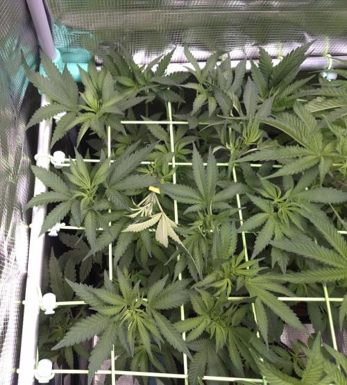 • Fruity Pebbles •. Week 6 - D42