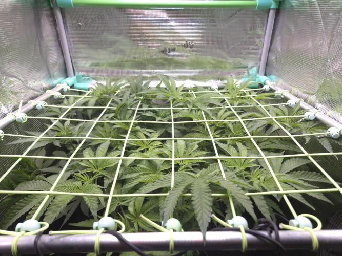 • Deepwater Cherry •. Week 6
